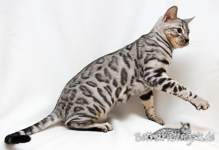 Silver rosetted Bengal